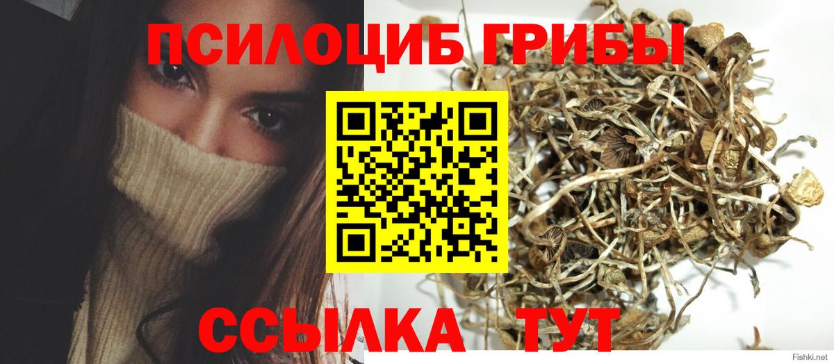 Ржев  Галлюциногенные грибы Psilocybine cubensis  Вход с VPN 